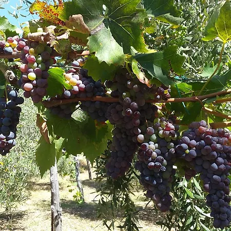 Viaggiatori D'intento Poggio Nativo